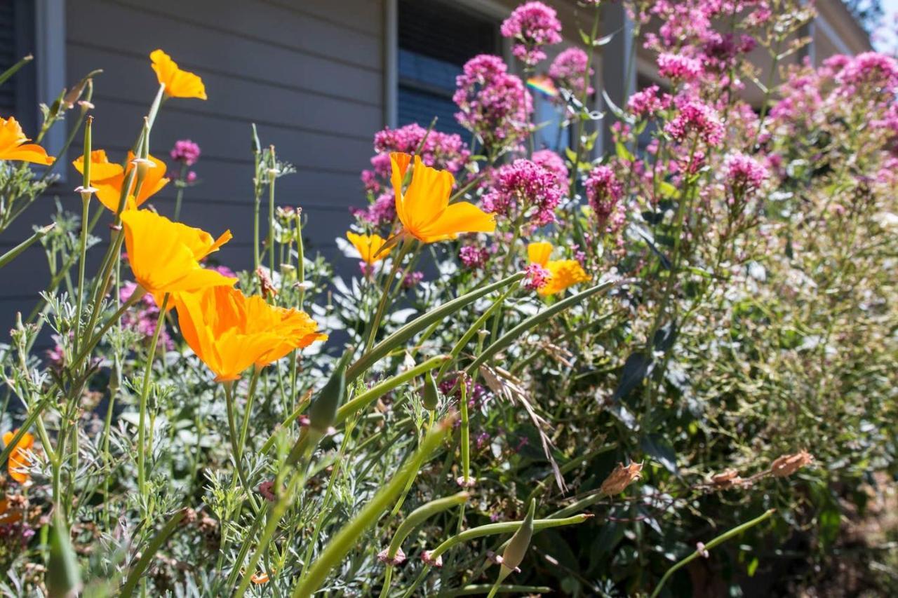 West End Neighborhood Cottage Santa Rosa Εξωτερικό φωτογραφία